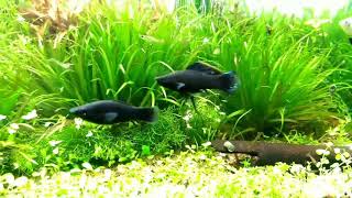 Plant Species Blyxa Japonica |Blyxa Japónica Plant Care - How To Grow Blyxa Japonica - Propagation