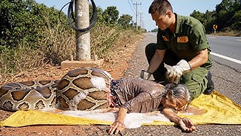 Rescue animal: Giant Burmese python swallows old woman