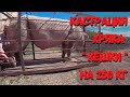 Кастрация хряка "кешки" на 250 кг.  Вспашка мотоблоком. Высаживаем СВГ. Деревня Омской области.