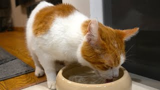 Cat Drinking Water (ASMR) by Tom & Mimi 1,294 views 3 months ago 30 seconds