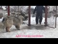 Кавказская овчарка, пространственная охрана