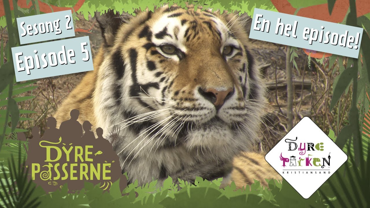 Amper stemning hos tigrene | Dyrepasserne S2E5 | Dyreparken