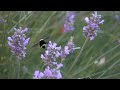 Sony Cyber-shot DSC-RX100 IV bee high speed sample video (960 fps)