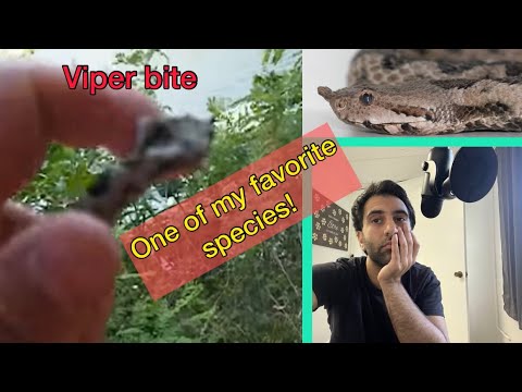 Viper Bite | Reaction/Discussion