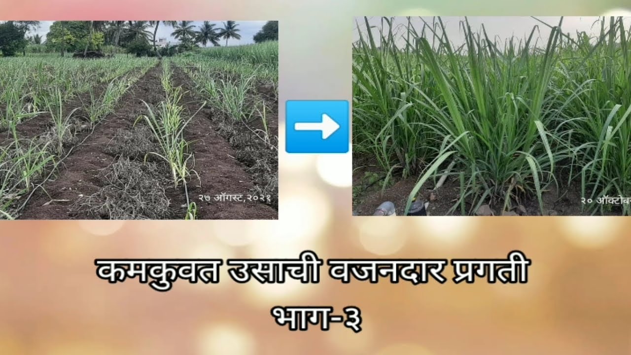 कमकुवत उसाची वजनदार प्रगती. भाग-३