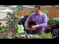 How to plant a hanging basket for Summer Colour - The Pavilion Garden Centre Cork