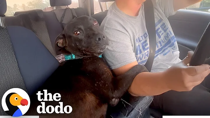 Pregnant Stray Pittie Hugs Her Rescuer The Whole Ride Home | The Dodo