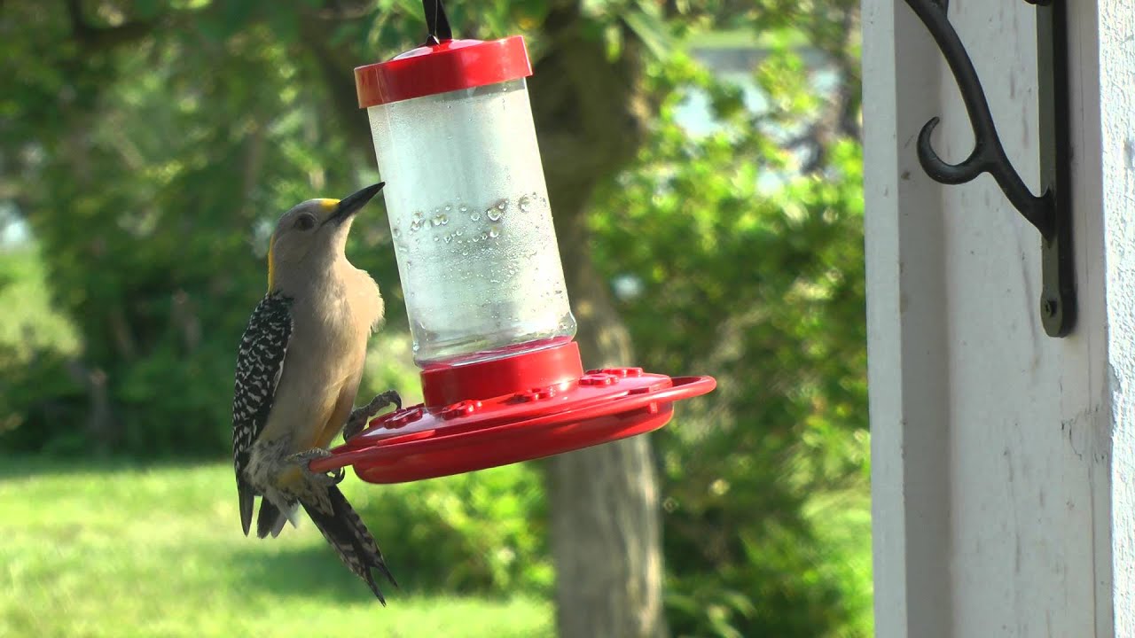 Golden Fronted Woodpecker On A Hummingbird Feeder San Benito Texas