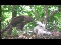 野鳥園地 鳳頭蒼鷹 餵食大餐 C rested Goshawk Feeding