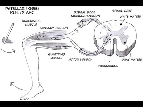 Assessing Tendon Reflexes in Orthopedics; integrity of the peripheral nerves, spinal cord segments