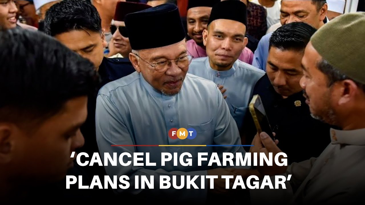 Cancel pig farming plans in Bukit Tagar, says Anwar