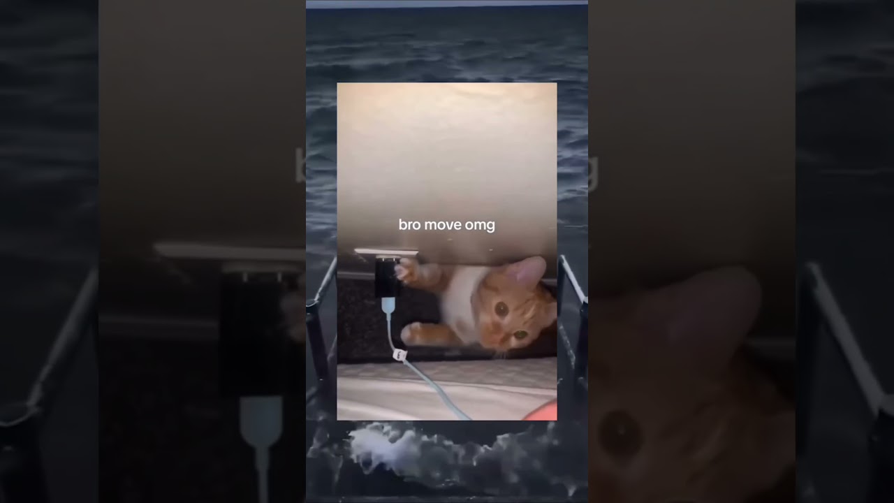 Cat refusing to plug in the charger😺😂