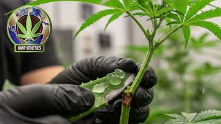 When and How to Prune for Maximum Bud Production @wwplogistics542