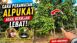 Secrets to Caring for Jumbo Alligator Avocado Varieties for a Bountiful Harvest | Zensen Garden