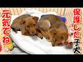 【保護犬 子犬】保護した子犬バイバイまたね