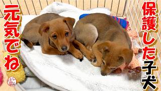 【保護犬  子犬】保護した子犬バイバイまたね