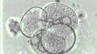 OS CROMOSSOMOS_xvid.avi