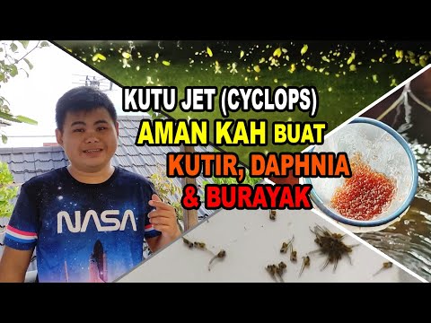 Video: Perbedaan Antara Arthropoda Biramous Dan Uniramous