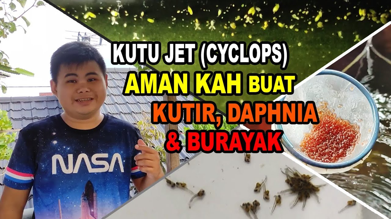 Kutu Jet Aman Kah buat Kutu Air, Daphnia dan Burayak