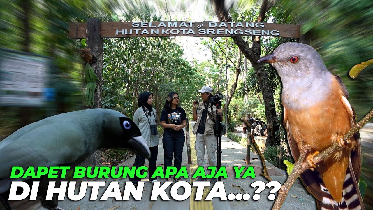BERBURU BURUNG DI HUTAN KOTA..!!