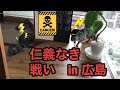 【保護猫は警備隊長】 「生まれは舟入本町じゃ」
