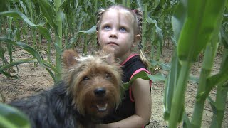 Yorkie Keeps 3-Year-Old Safe After Getting Lost in Missouri Cornfield Overnight