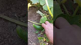 Emeklerin Karşılığı Sebzeler Oldu