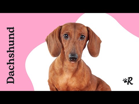 Vídeo: Dicas para prevenir a caspa de cães