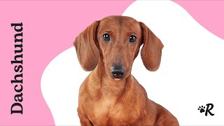 Everything You Want to Know About Dachsunds