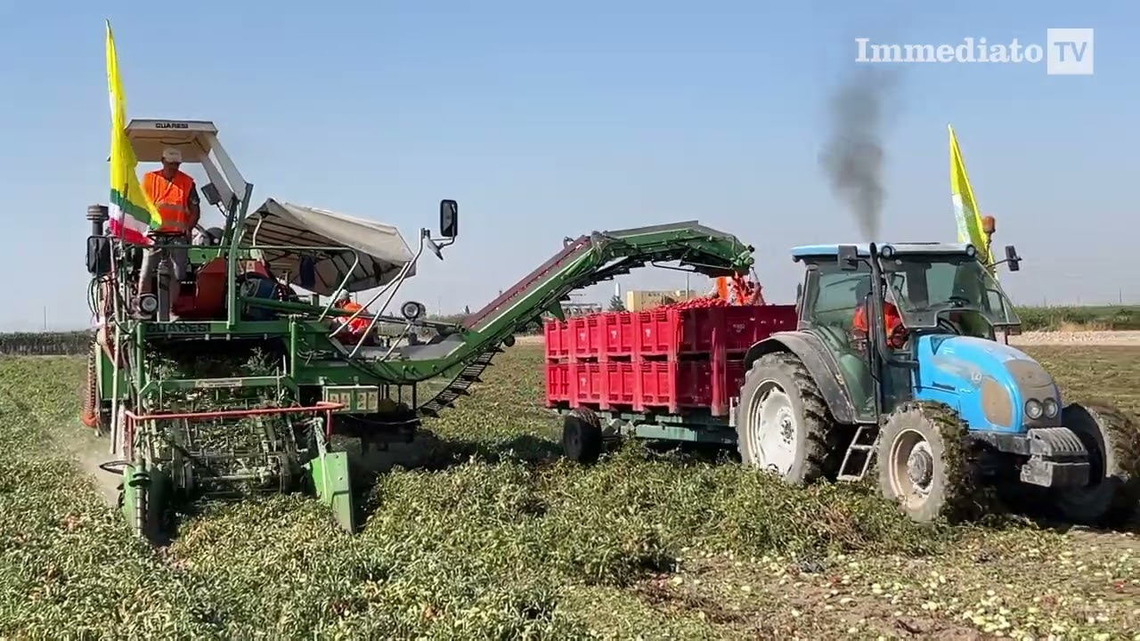 FOGGIA, AL VIA LA RACCOLTA DEL POMODORO CON L'INCOGNITA SICCITÀ