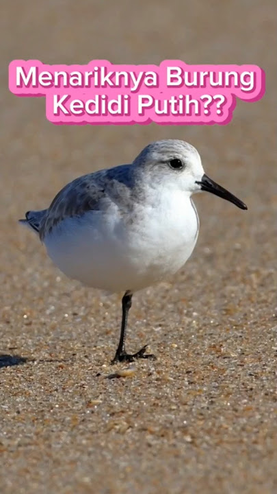 Fakta Menariknya Burung Kedidi Putih 🐦🐤?? #faktaunik #fakta #sejarah #viral