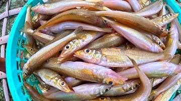 GIÁC LƯỚI TIẾP THEO CỦA ANH EM HOÀNG | KIẾM TIỀN TRIỆU MỖI NGÀY | LƯỚI CÁ ĐỤC 