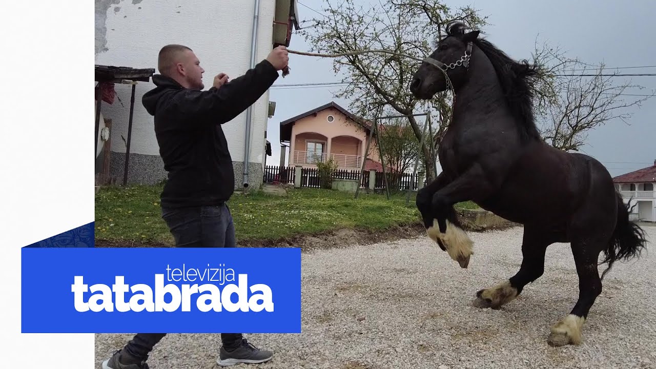 Meho ima 9 konja za sve prilike od štraparijade do svadbe