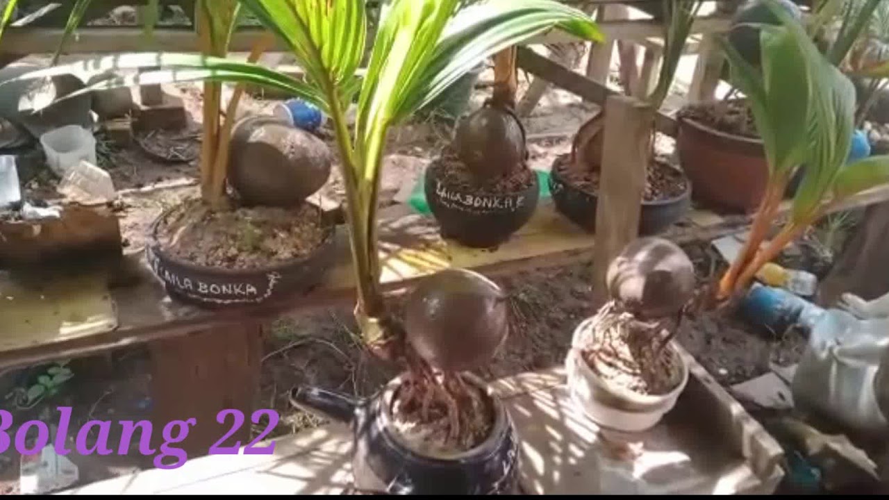 Tutorial cara merawat bonsai kelapa  gading YouTube
