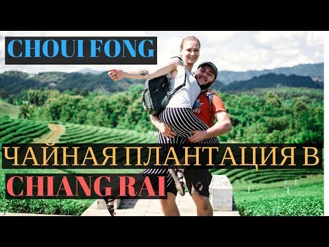 чайные плантации CHOUI FONG в Чианг Рае