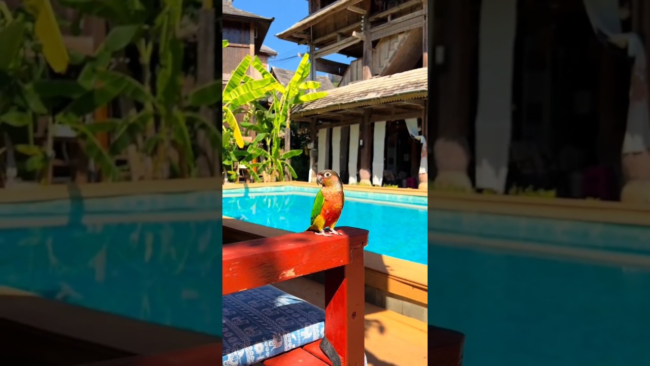 The parrot was on vacation with its owner. 