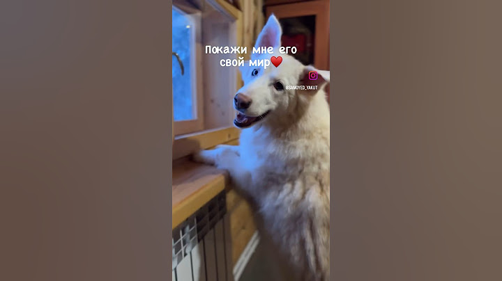 Показать вам свой мир? 🗺️ Ещё больше видео в инсте samoyed_yakut