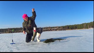 А что так можно было? МНОГО ЩУКИ НА ЖЕРЛИЦЫ Неделя на льду как один день Russian fishing