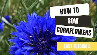 How To Grow Colourful Cornflowers From Seed