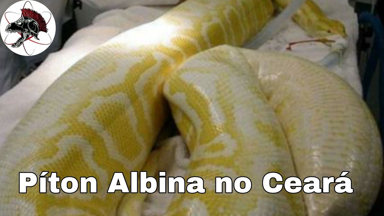 Píton Albina resgatada no Ceará Caçadores de Pítons Brasil| Biólogo Henrique o Biólogo das Cobras