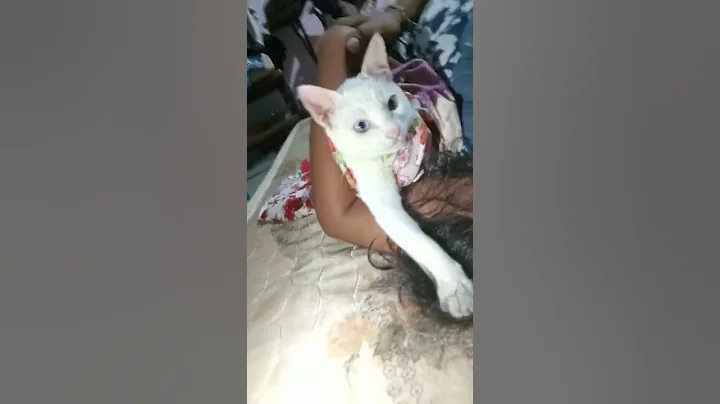 Video 10470401: home pets cat, manee cat, royal