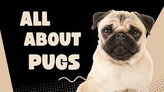 ALL ABOUT PUGS 101 by PetMastery 71 views 5 months ago 5 minutes, 4 seconds