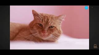 nombres especiales para tus gatos amarillos #gatos #viral  #parati  #nueva  #recommended