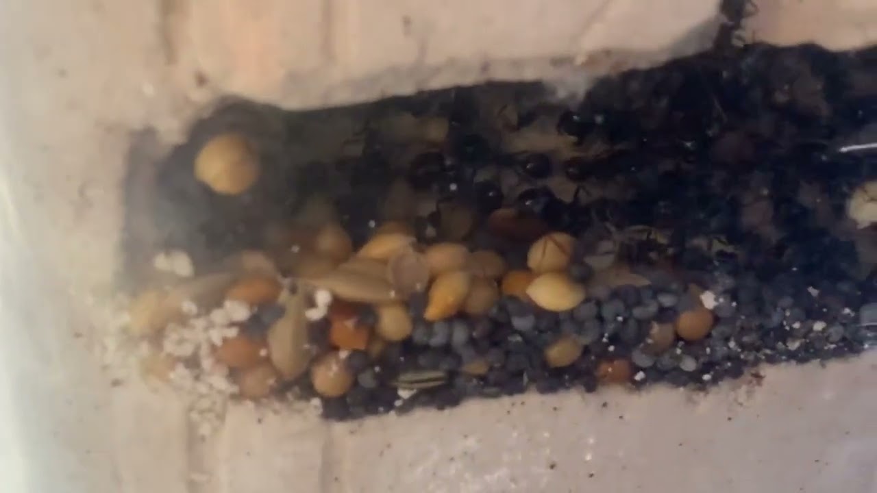 Мессор капитатус (Messor capitatus)  Желтобрюхий муравей-жнец. Муравьи дома. Муравьиная ферма.