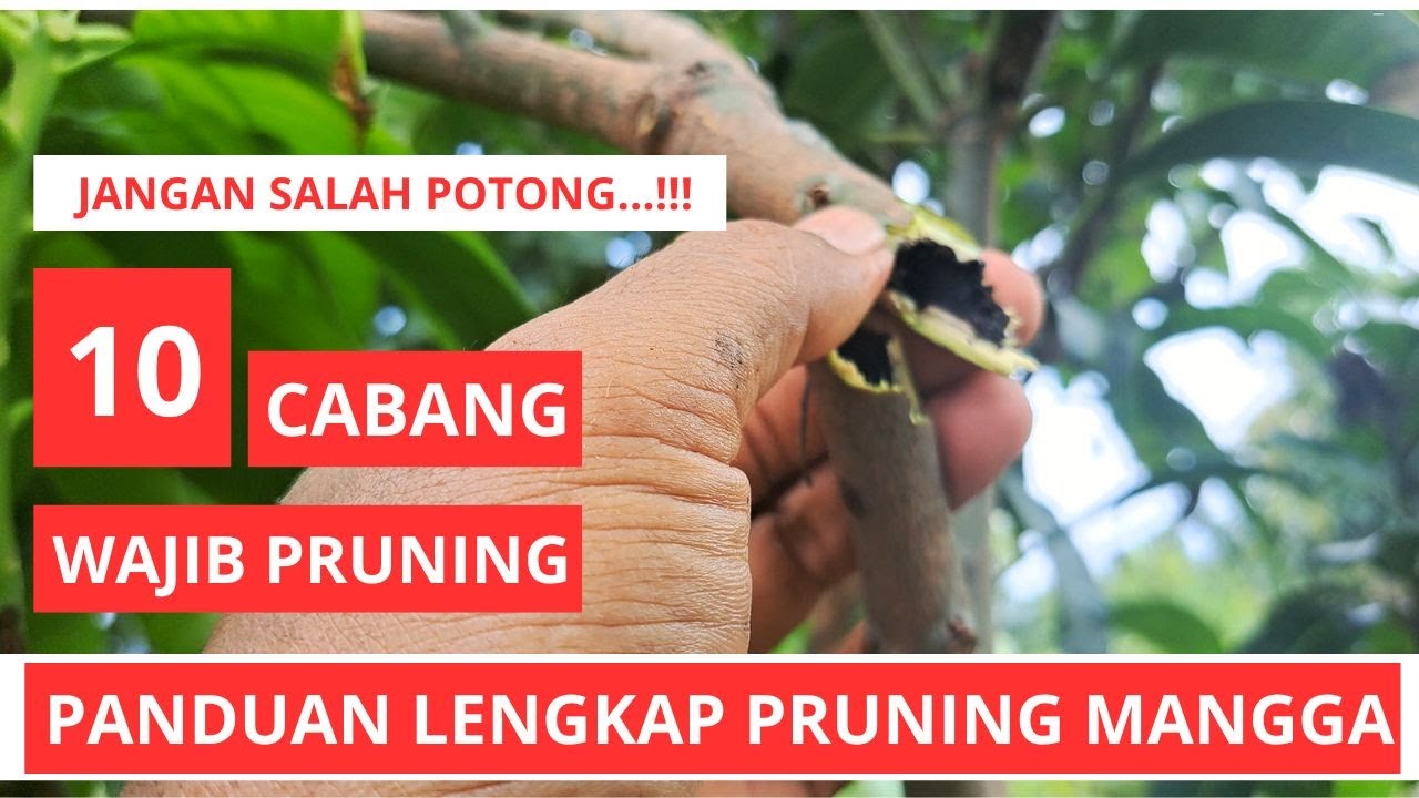 Kenapa Harus Pruning Mangga Ini Alasan + Cara Melakukannya!
