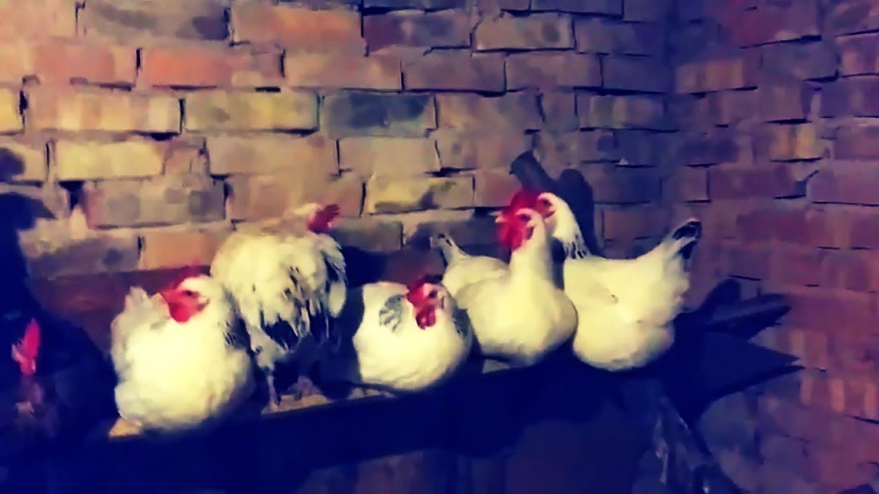 МОЯ ЛЮБИМАЯ ПОРОДА КУР. Мой опыт