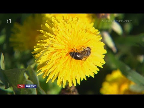 Video: V Kaledónii Sa Tento Rok V Septembri Koná Týždeň Včelích Kolien
