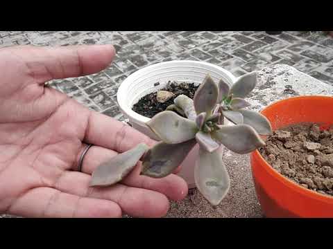 How to Save Dying Succulent | Succulent Propagation