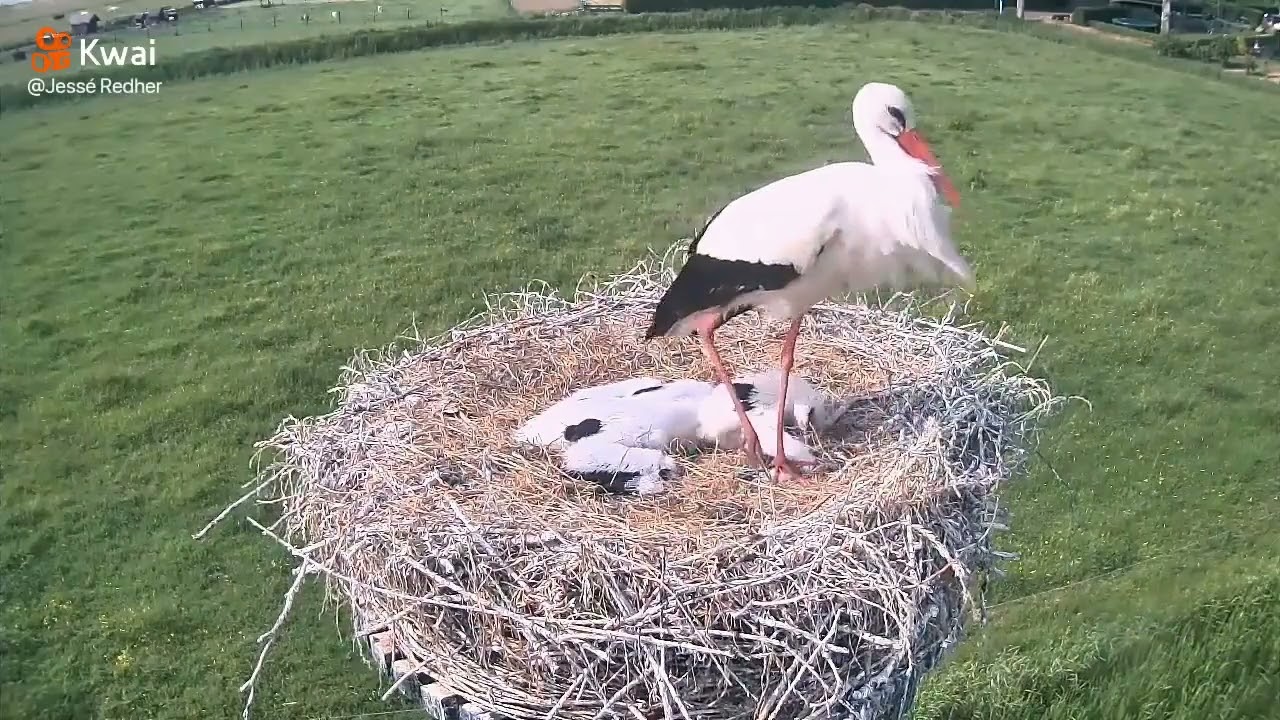 Garça macho ataca seu próprio filhote
