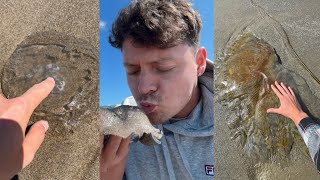 Extremely Satisfying Jellyfish Rescue Compilation!